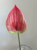 Blush Bloom Anthurium