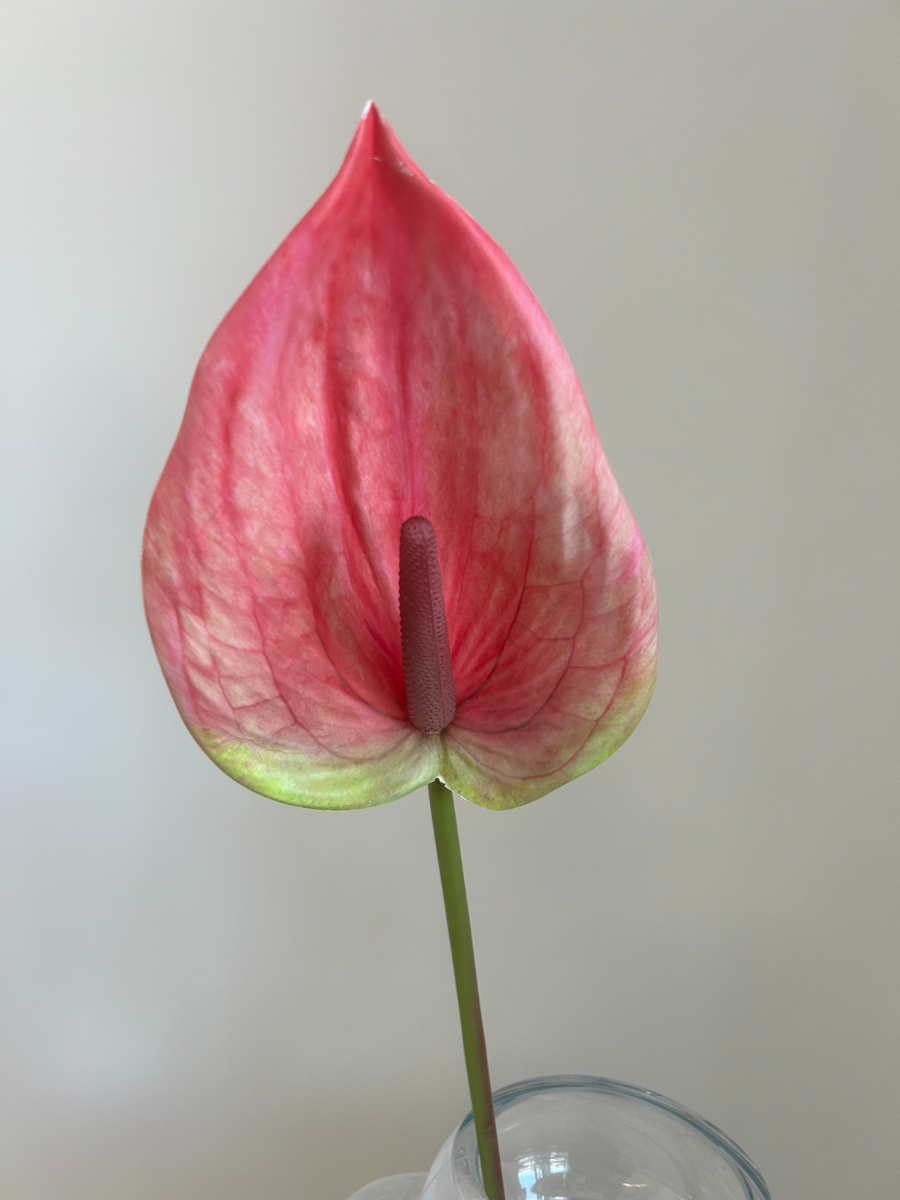 Blush Bloom Anthurium