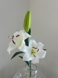 White Large Lily