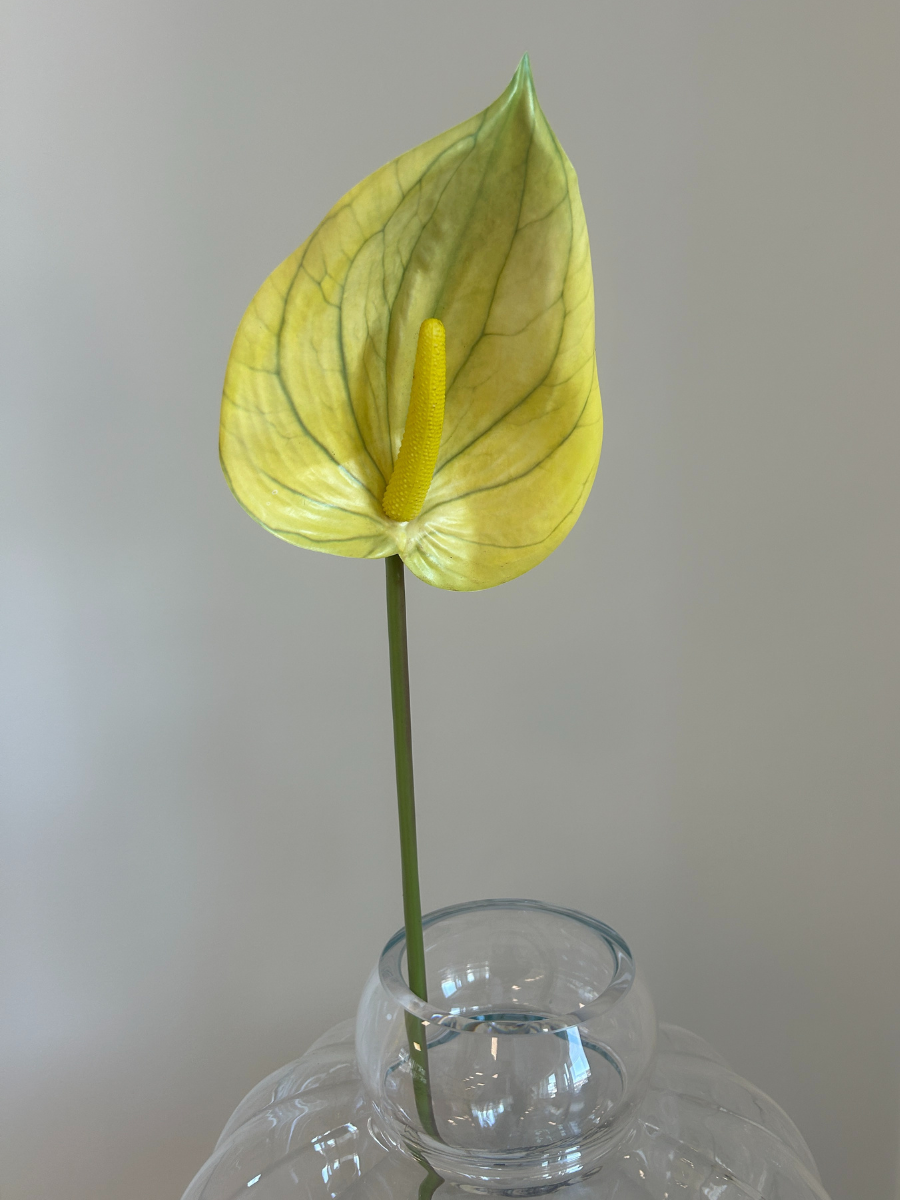 Golden Anthurium