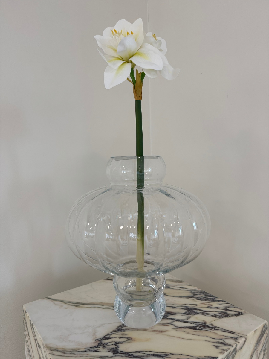 Royal Amaryllis