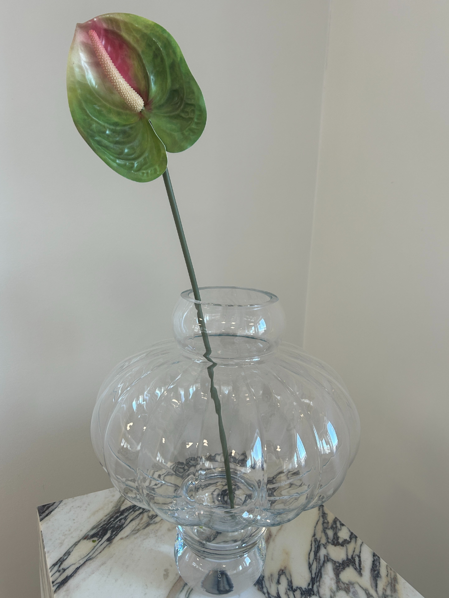 Emerald Flame Anthurium