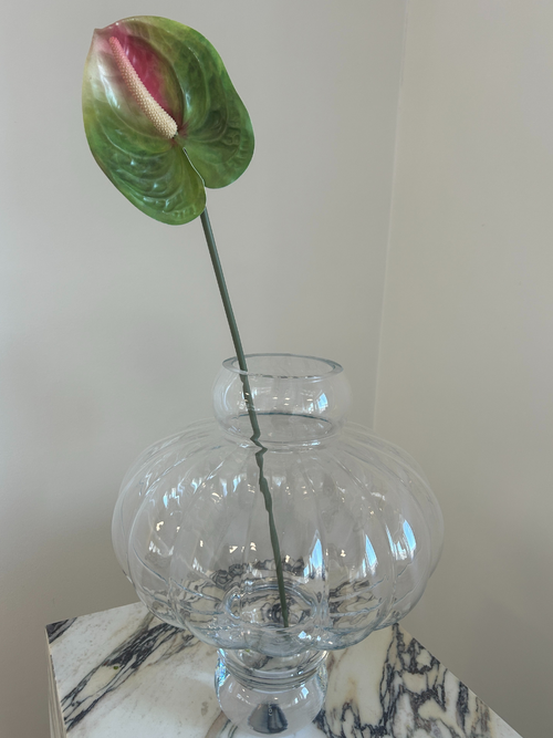 Emerald Flame Anthurium