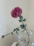 Royal Plum Dahlia