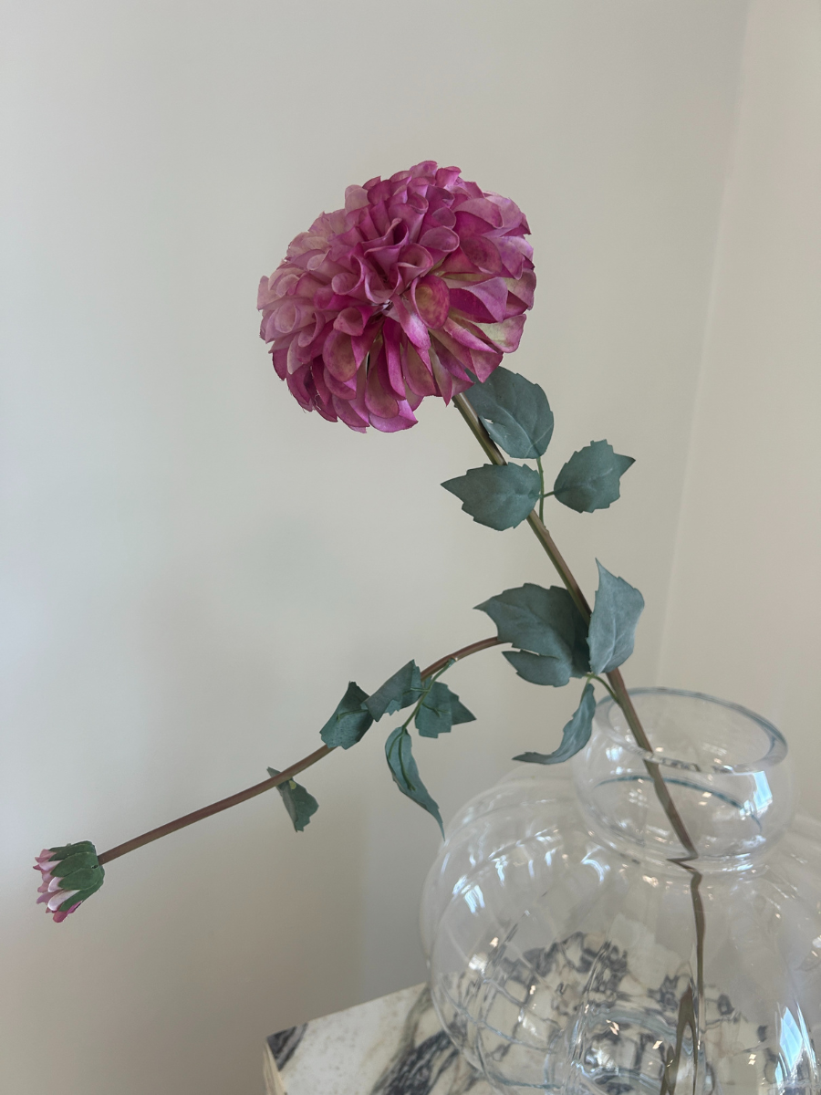 Royal Plum Dahlia