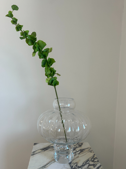 Bells of Ireland Leaves