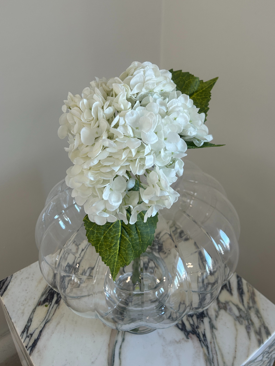 Snow White Hydrangea