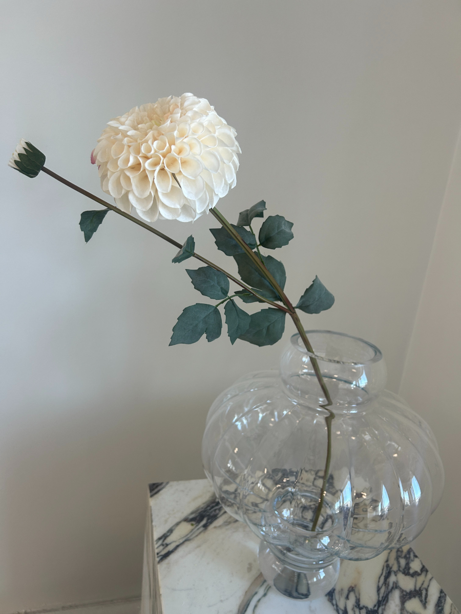 Snow White Dahlia