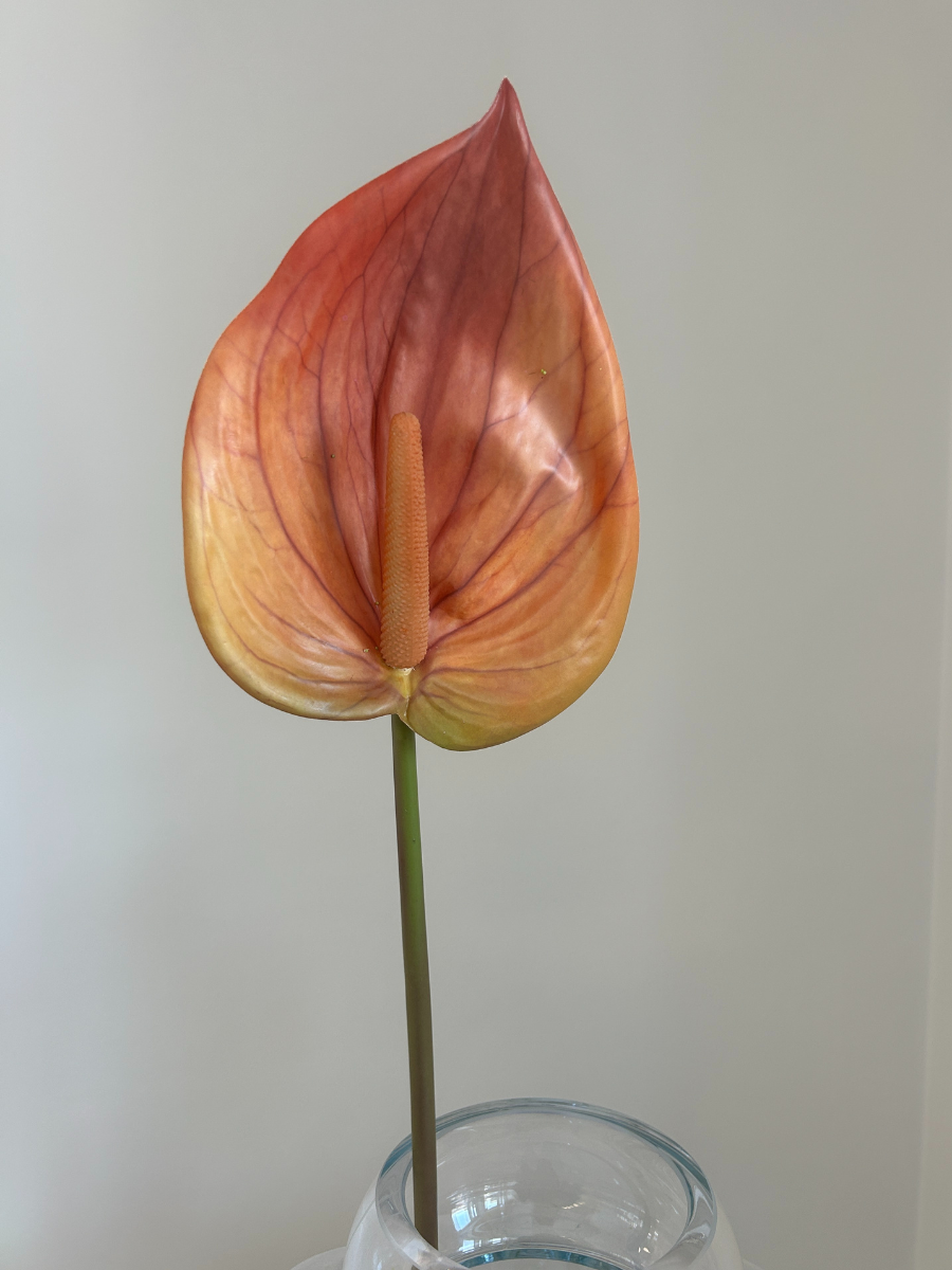 Sunset Ember Anthurium