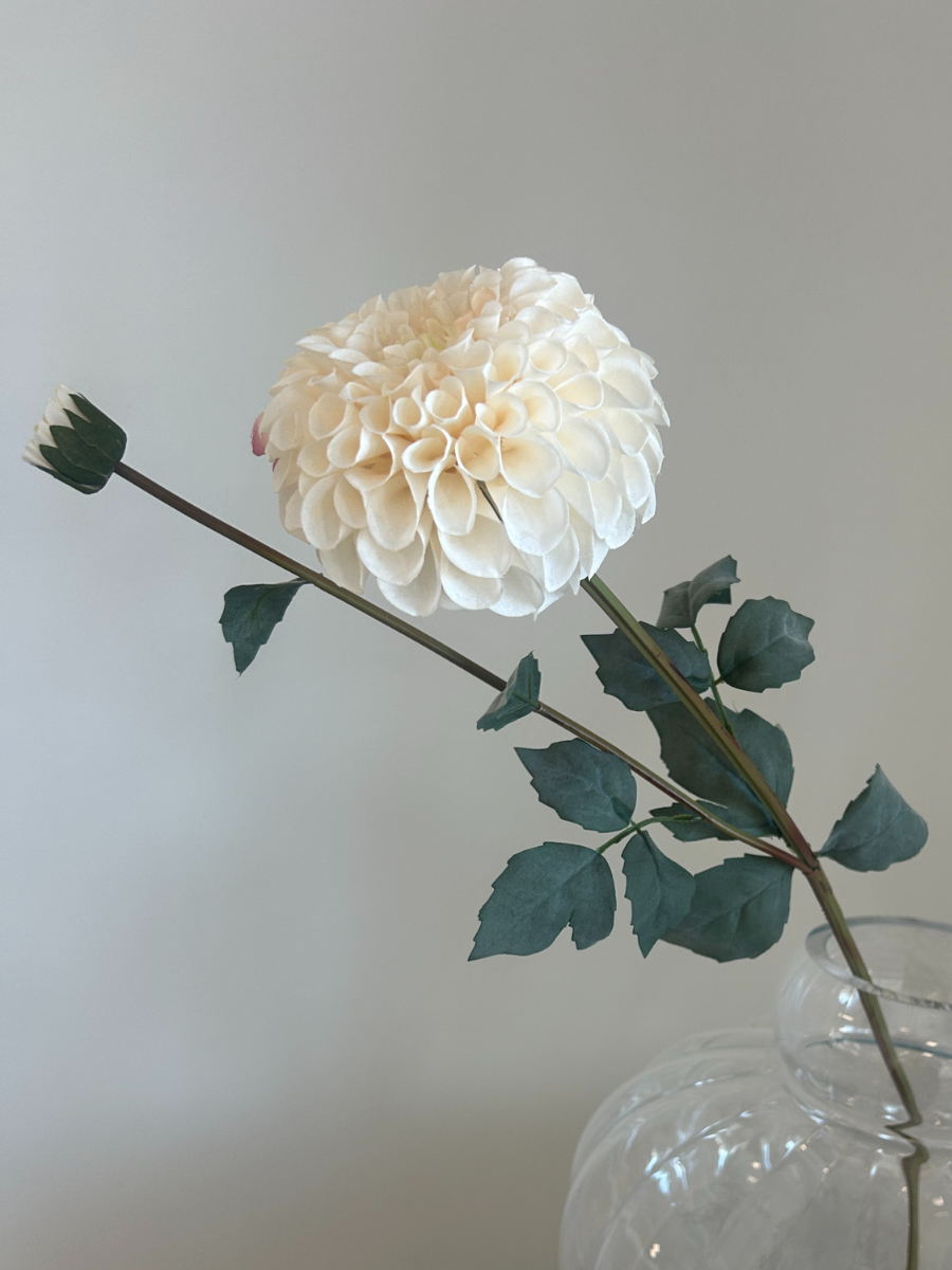 Snow White Dahlia