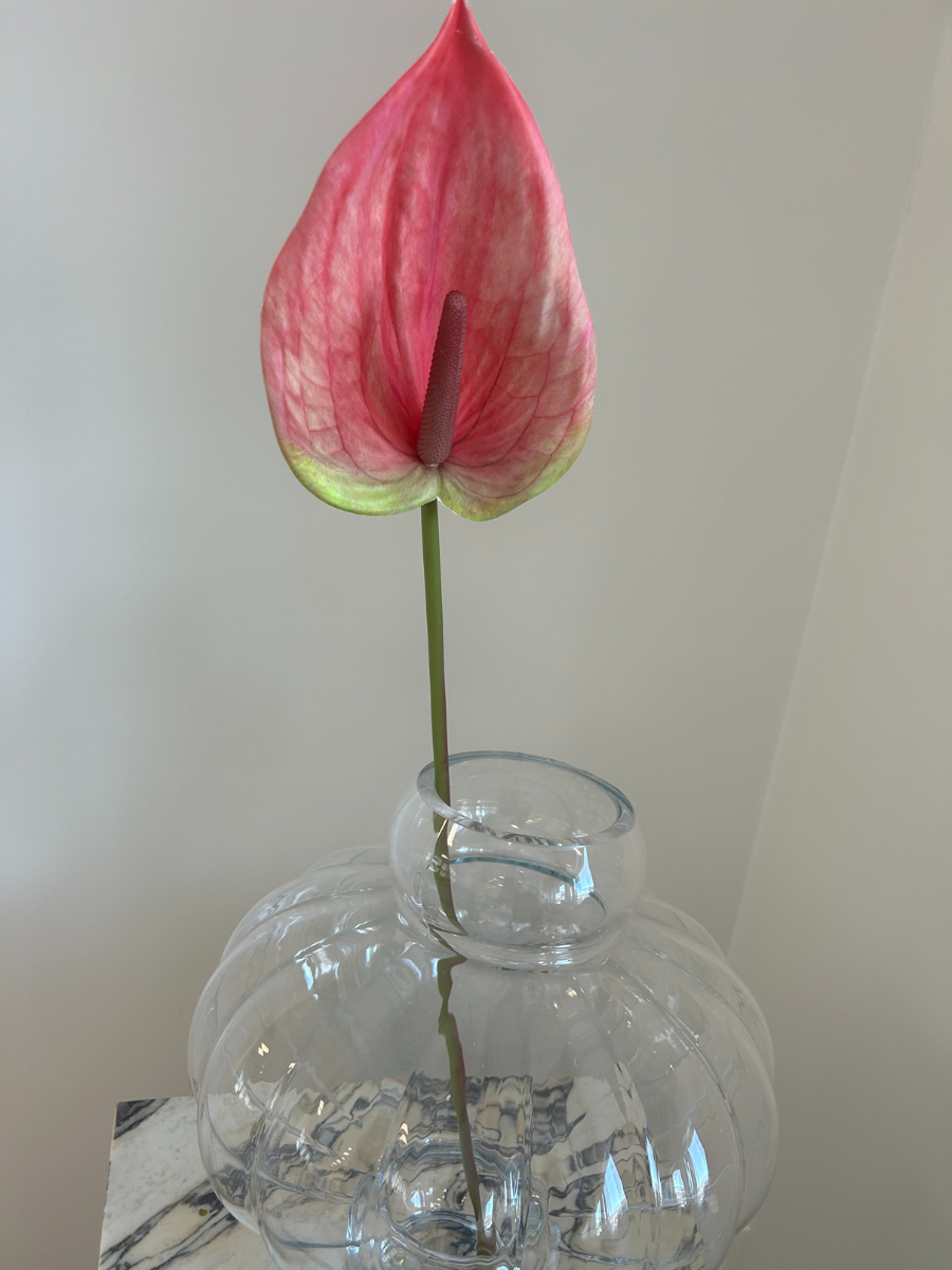 Blush Bloom Anthurium
