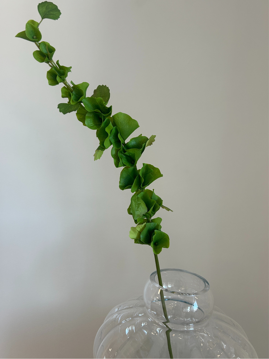 Bells of Ireland Leaves