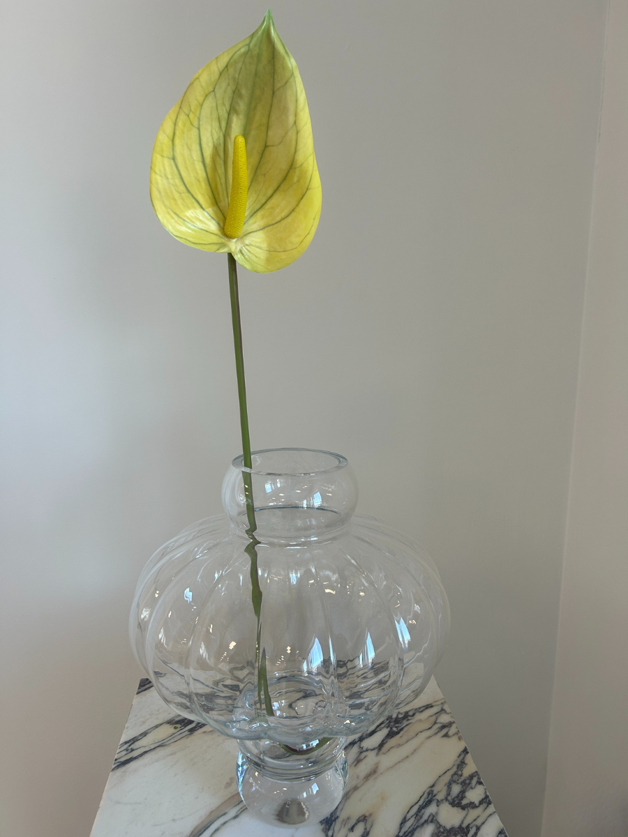 Golden Anthurium