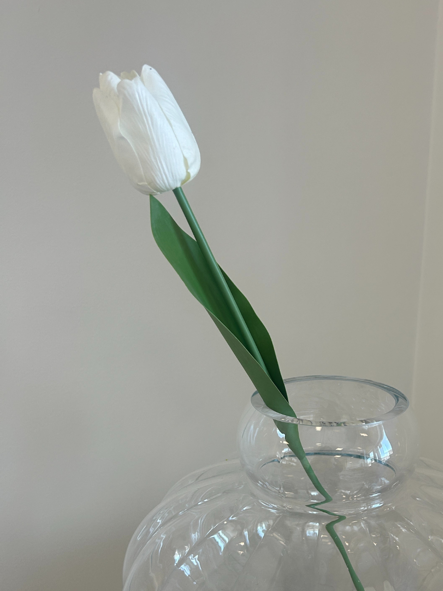 Pure White Tulip