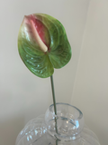 Emerald Flame Anthurium