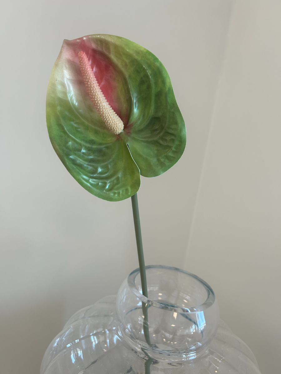 Emerald Flame Anthurium