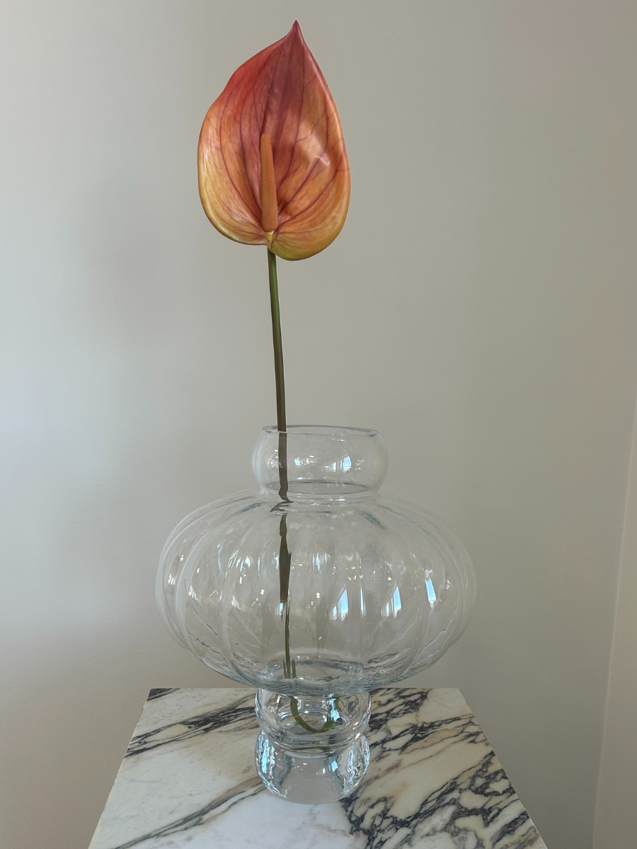 Sunset Ember Anthurium