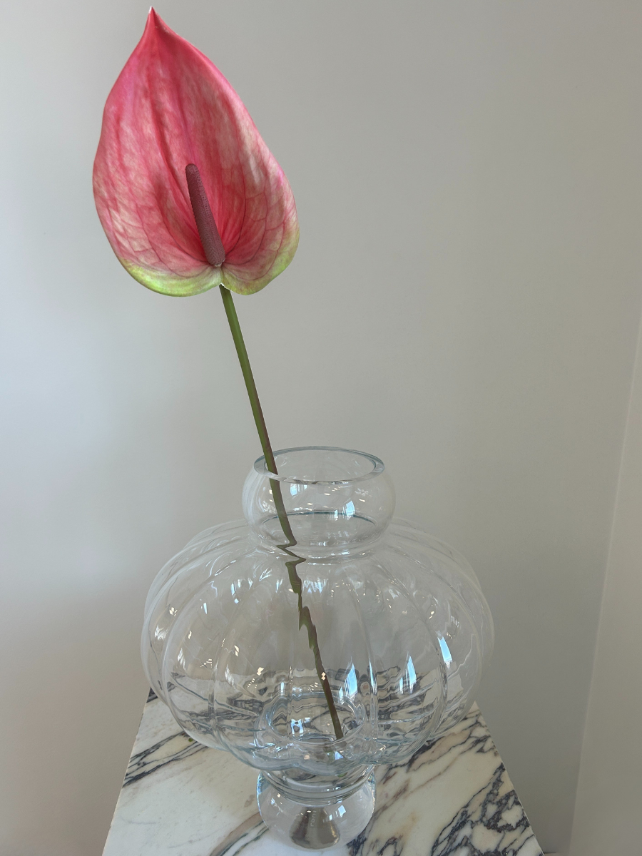 Blush Bloom Anthurium