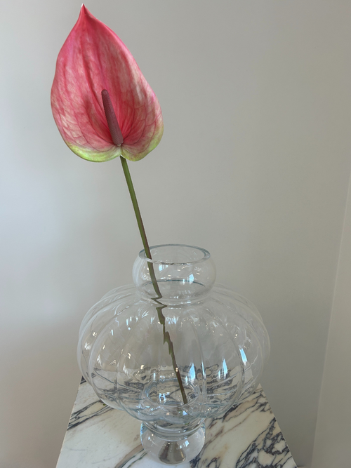 Blush Bloom Anthurium