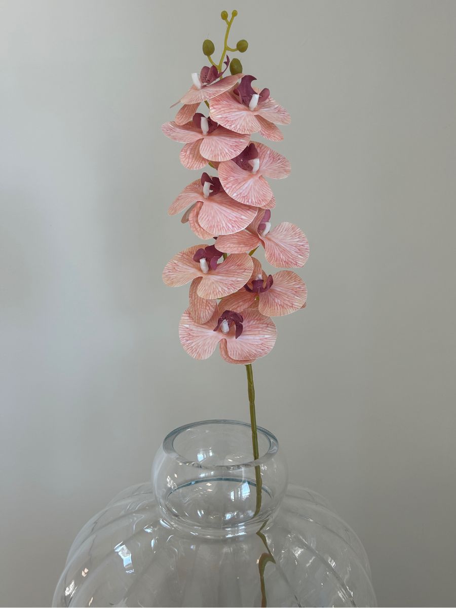 Peach Orchid