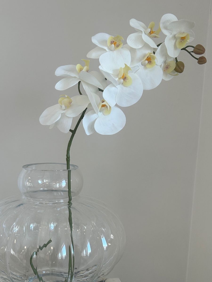 White Orchid