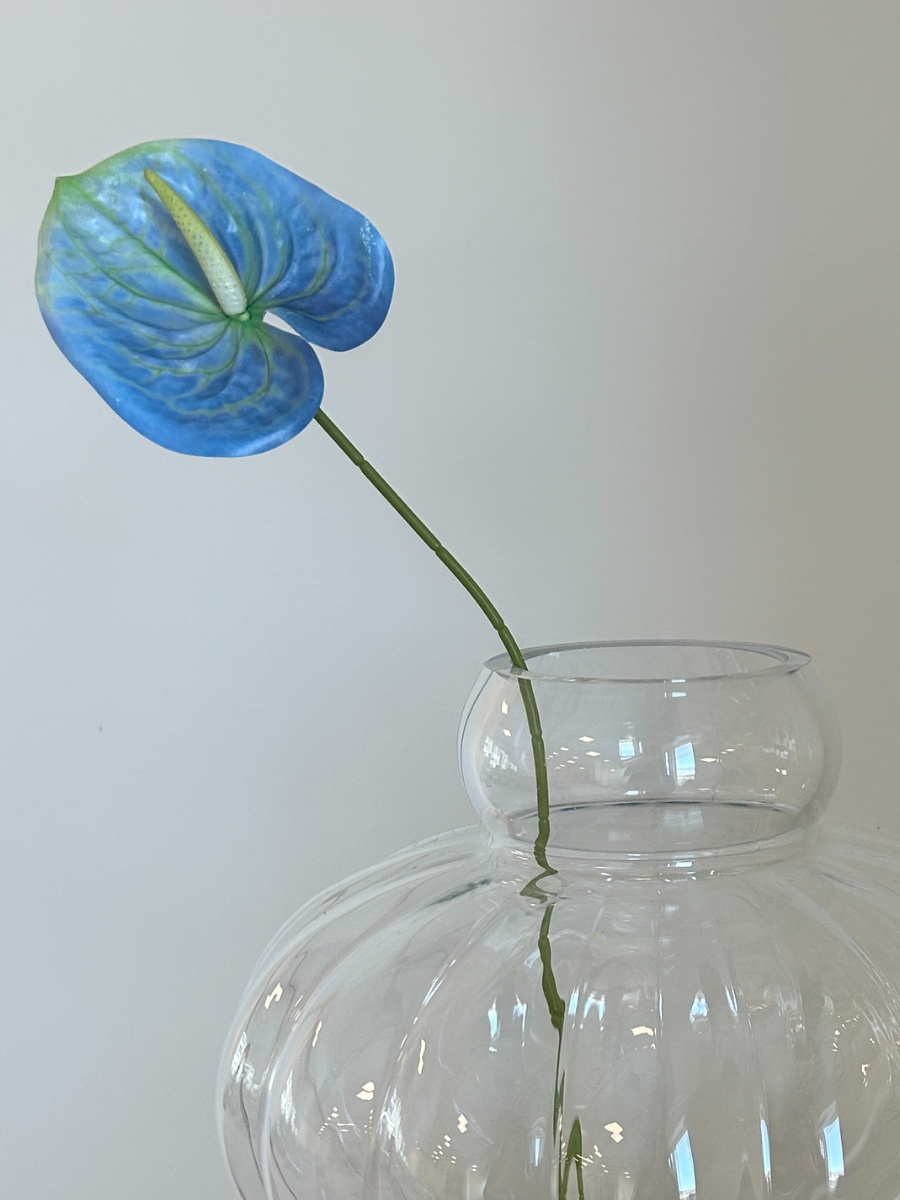 Ocean Mist Anthurium