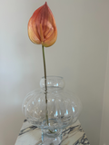 Sunset Ember Anthurium