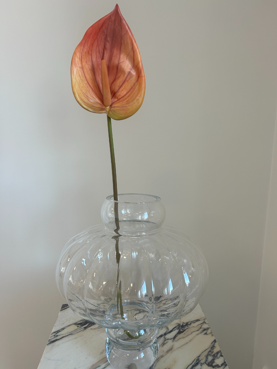 Sunset Ember Anthurium