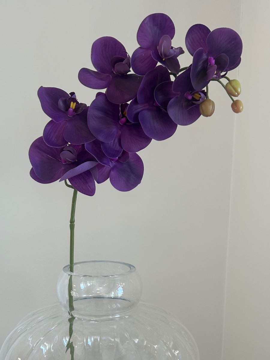 Purple Orchid