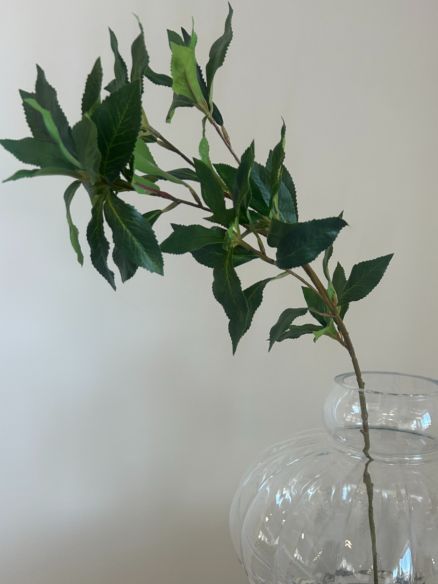 Mediterranean Laurel Stem