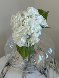 Snow White Hydrangea