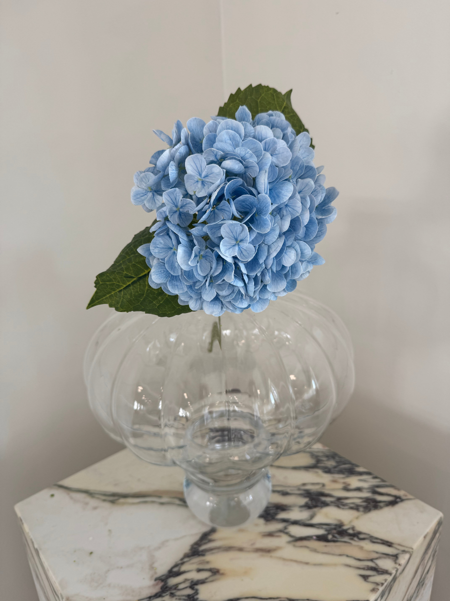 Sky Blue Hydrangea