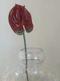 Anthurium Flower Burgundy
