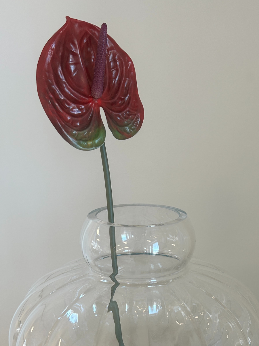 Anthurium Flower Burgundy