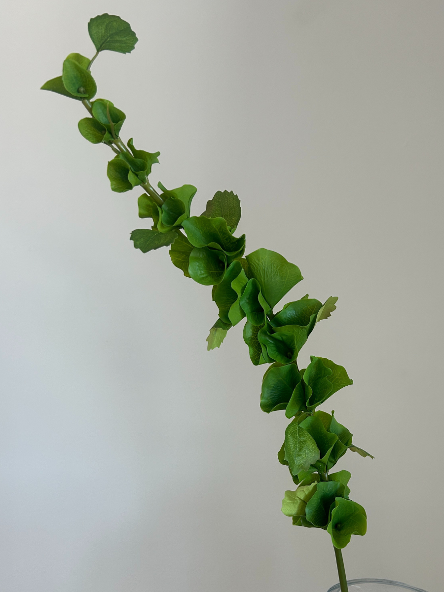 Bells of Ireland Leaves