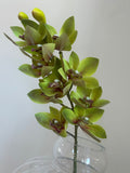 Light Green Cymbidium Orchid