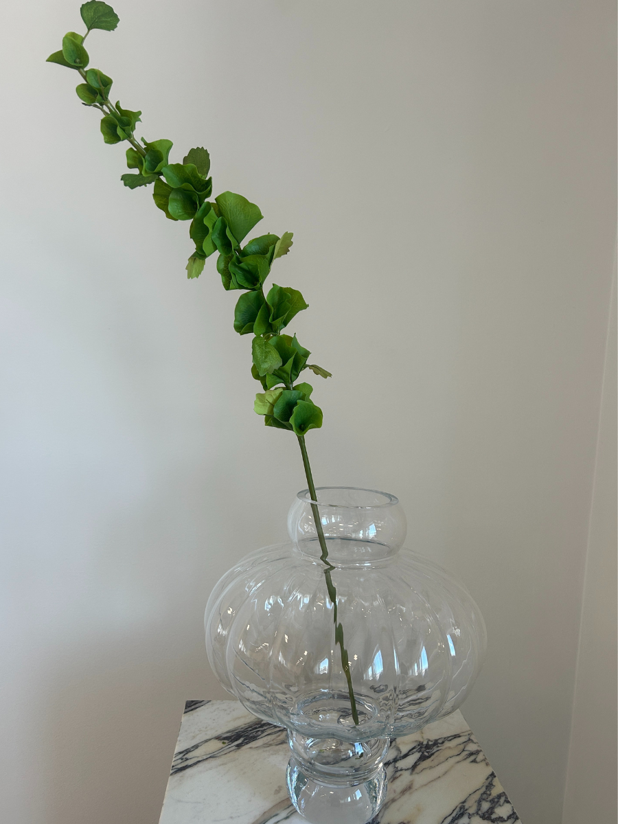 Bells of Ireland Leaves