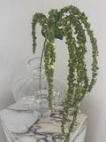 Emerald Amaranthus
