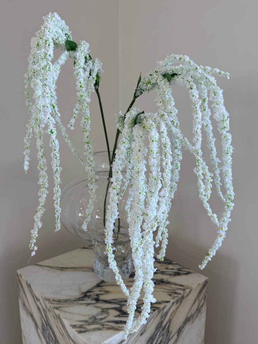 Pure White Amaranthus