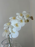 White Orchid