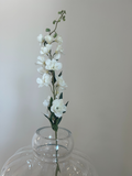 Ivory Delphinium