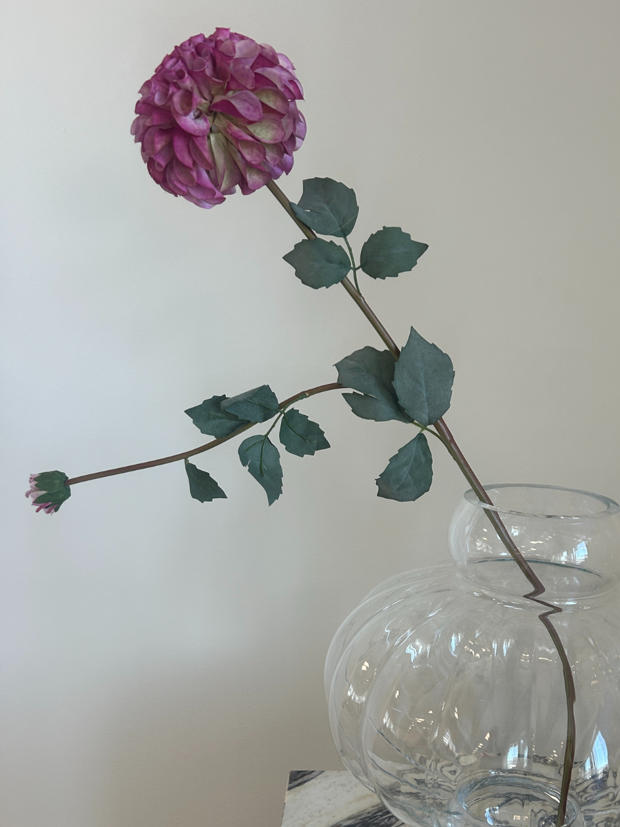 Royal Plum Dahlia