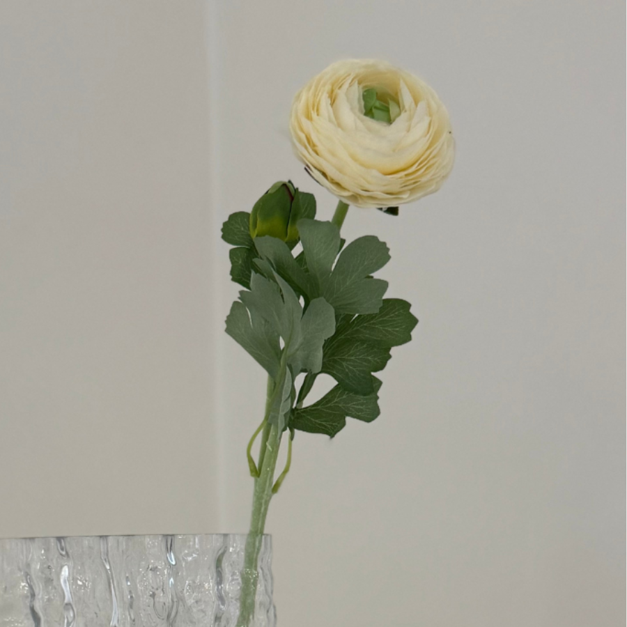 Ranunculus Flower White
