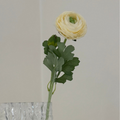 Ranunculus Flower White