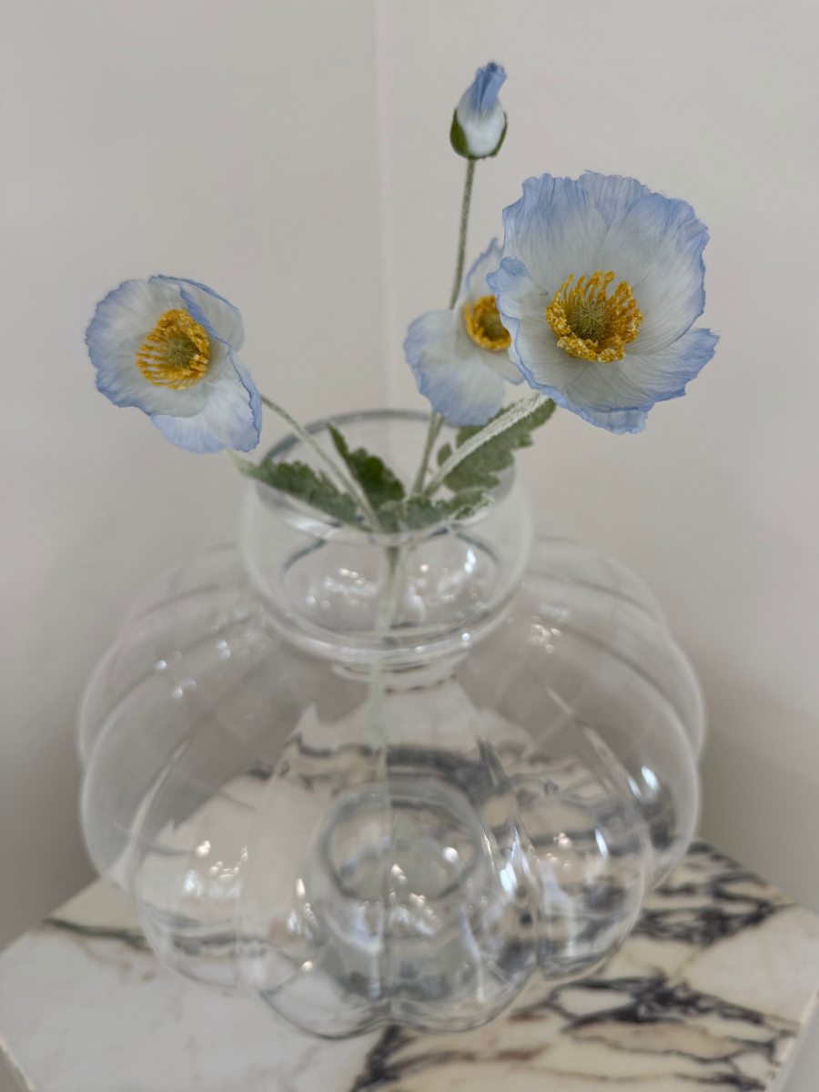 Sky Mist Poppy