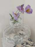 Lavender Mist Poppy