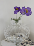 Royal Amethyst Poppy